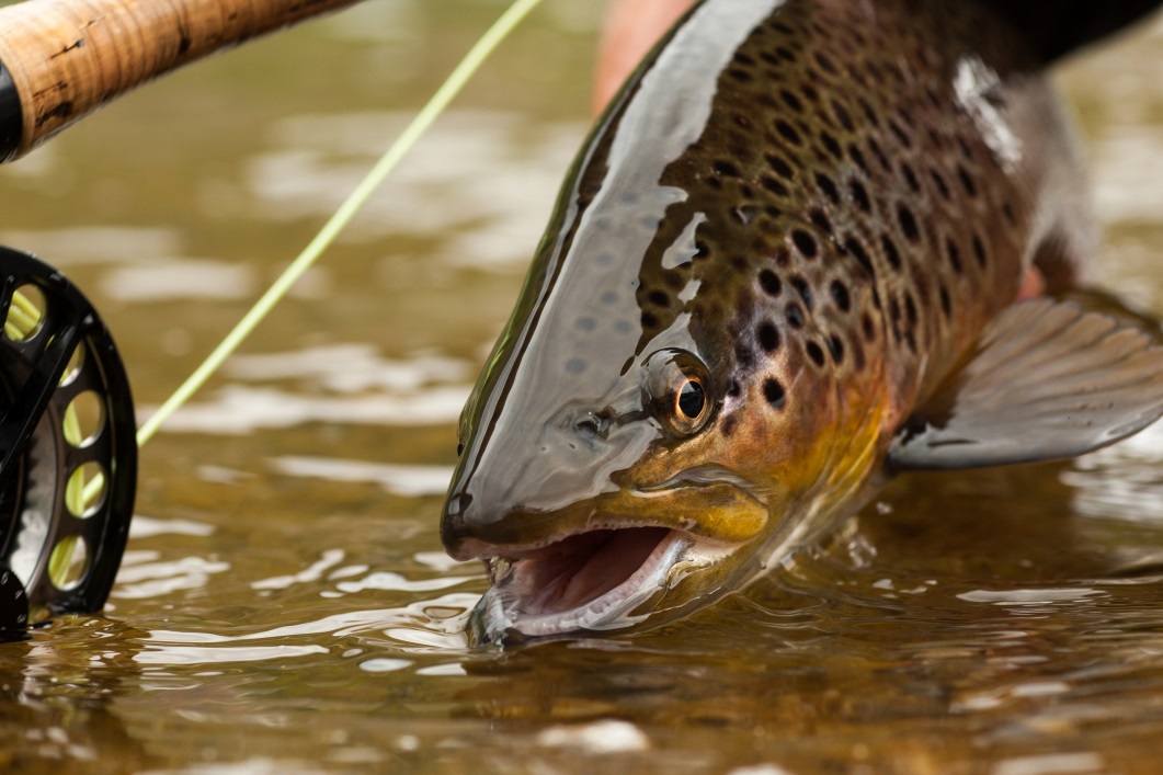 flyfishingterms1 AvidMax Blog